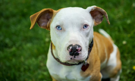 duffy is a brown and white pitbull with blue eyes
