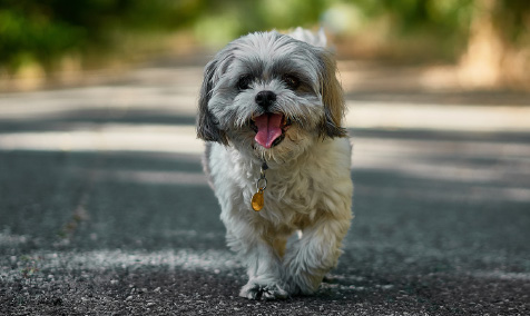 poppy is a small white lhasa apso with a lot of personality