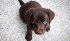 violet is an adorable chocolate lab puppy
